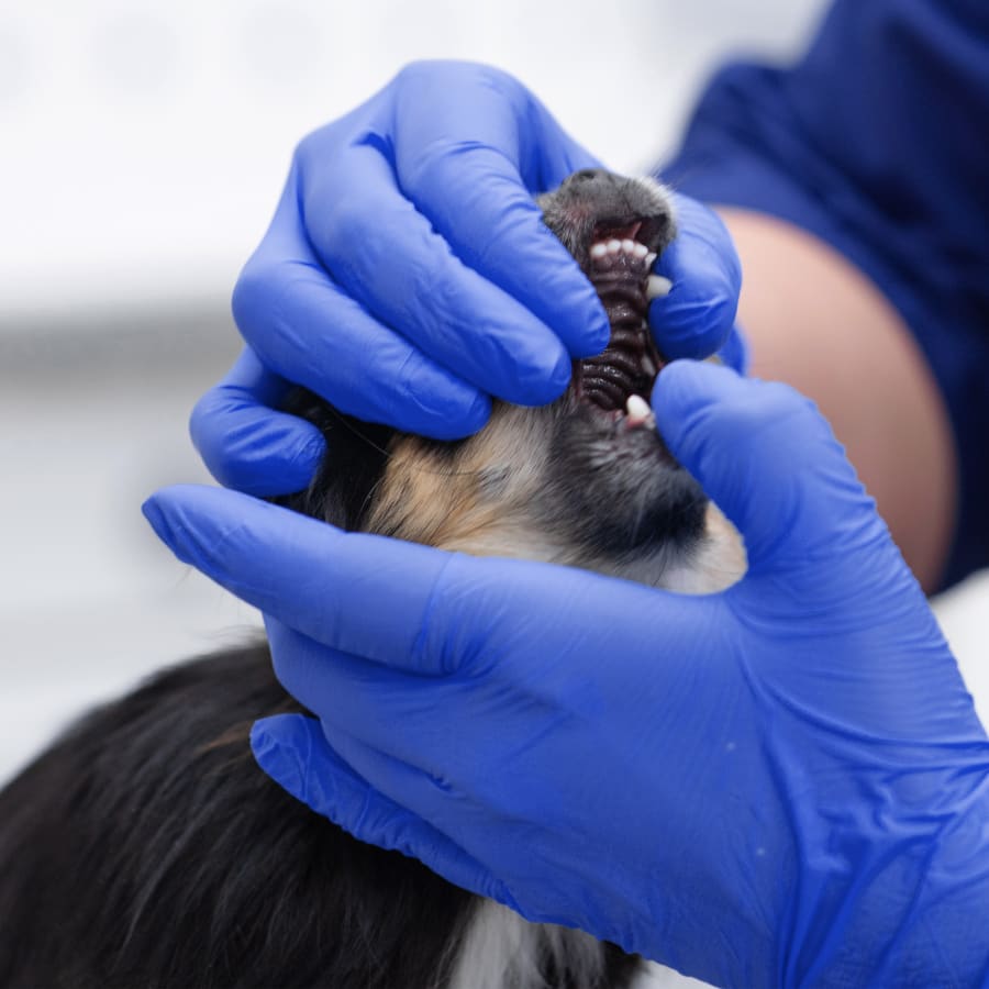 Veterinary Dentist Pet Dental Care, Elk Grove Vet