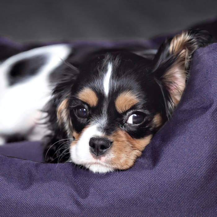 Puppies at Veterinarian in Elk Grove 